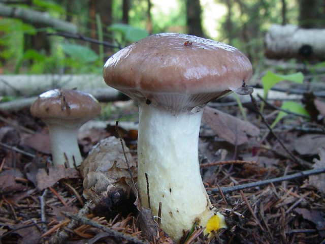 Мицелий Мокрухи еловой / Мокруха клейкая (Gomphidius glutinosus)